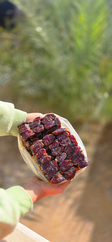 پک خرمای کبکاب پرس 5400 گرمی ارسال رایگان